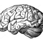 Brain Image