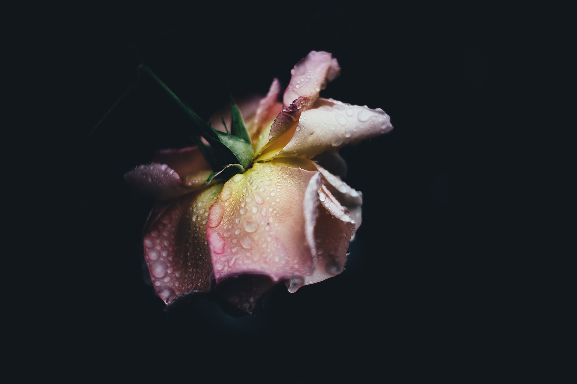 Dark Flowers