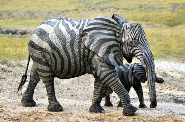 Elephant Zebra Hybrid Image