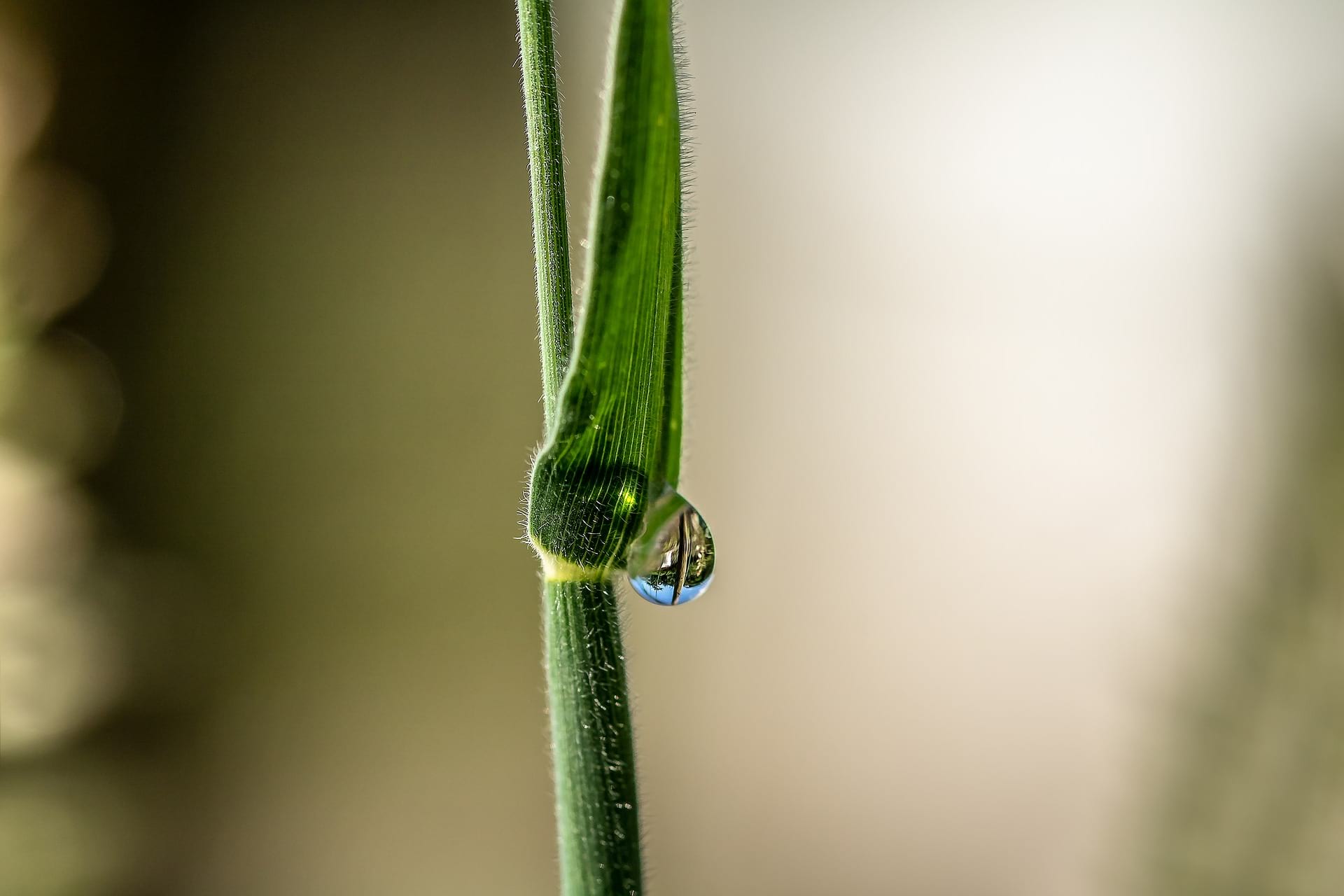 Grass Close Up