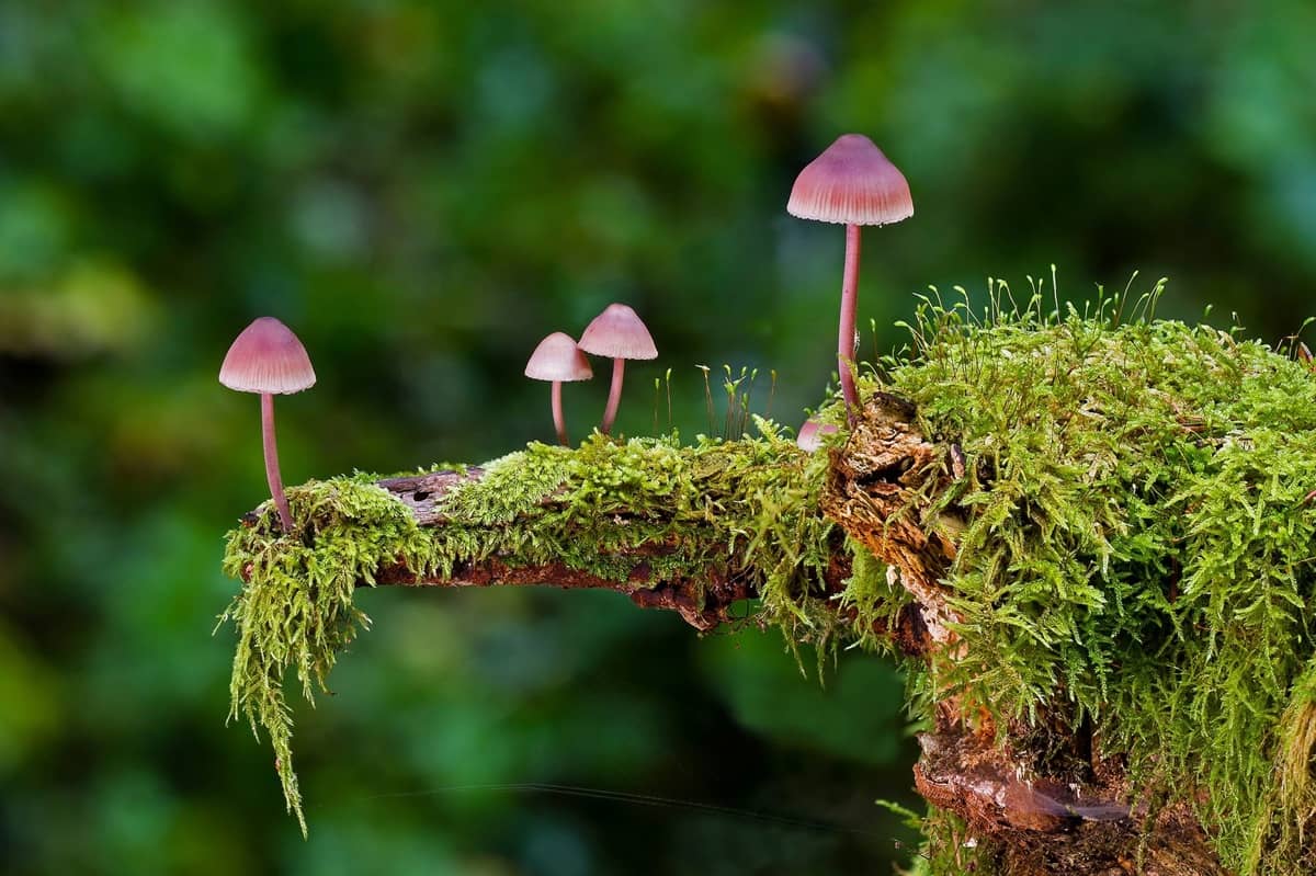 Hanging Moss